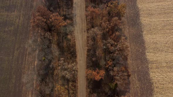 Landscape View of Dirt Rural Road Between Trees Among Fields on Sunny Autumn Day alt