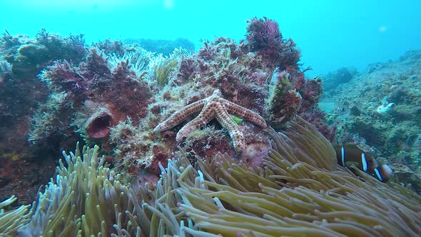 A colourful starfish on a rock near an anemone swaying in the ocean current filmed in slow motion alt