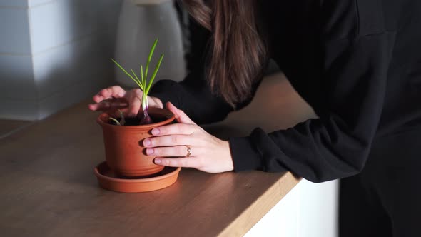 Young Millennial Woman Planting Onion Herbs at Home in a Pot alt