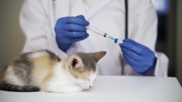 A Professional Veterinarian Gives a Small Sleeping Kitten a Plague Vaccine