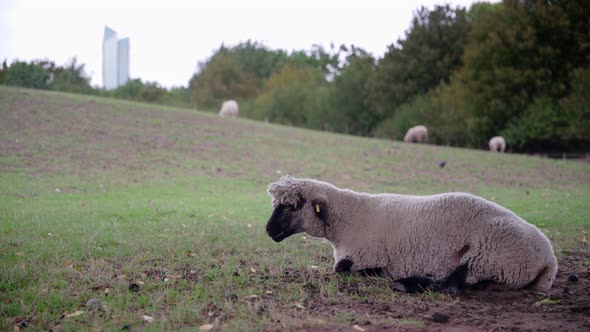 A sad and alone looking black headed sheep is lying  and ruminating on the meadow ground with skyscr alt
