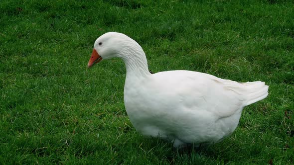 Goose Picking Around In The Field alt