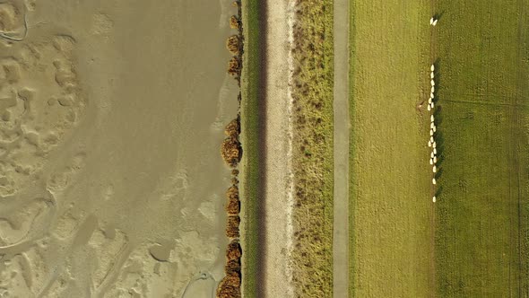 Flock of sheep in pasture, Waarde, Zeeland, Netherlands