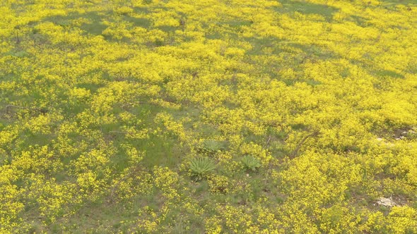 Field of Golden dust Alyssum Aurinia saxatilis flower 4K aerial video alt