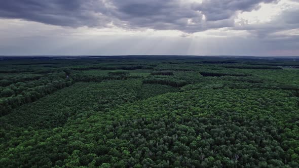 Flight Over Woods Natural Background alt
