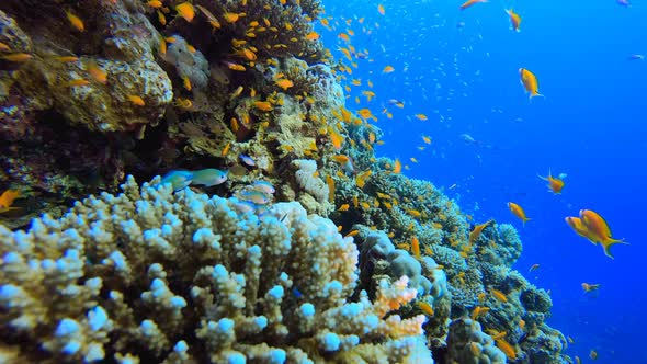 Coral Reef and Fishes Underwater alt