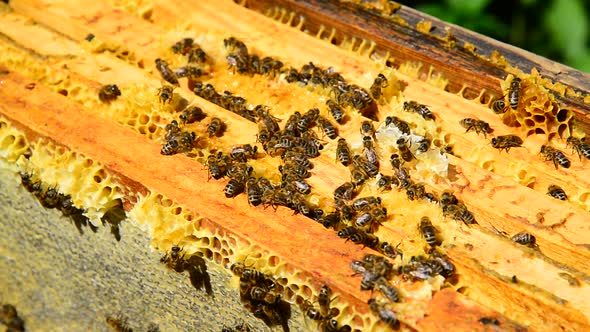 Honey Bees on Wax Combs Outdoors