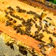 Honey Bees on Wax Combs Outdoors - VideoHive Item for Sale
