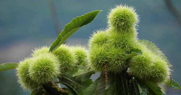 Chestnut trees, The Cevennes National park, Lozere department, France alt