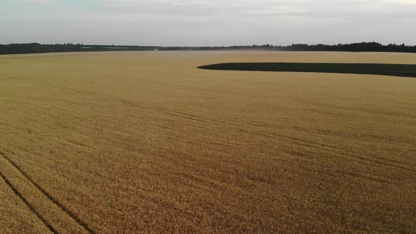 Species in the Air of Field with Ripe Rye in Russia