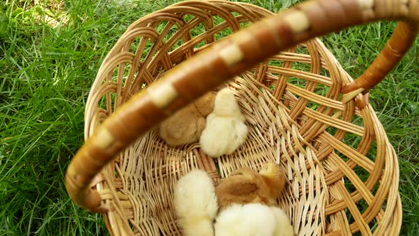 Little Chickens Sit in a Wicker Basket on a Green Meadow