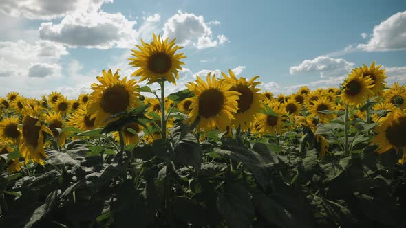Field of Sunflower Against a Background of Clouds alt