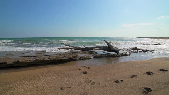 Dried Tree Log on the Beach alt