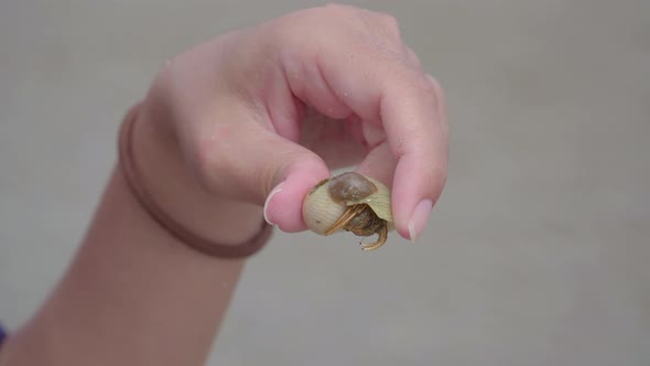 Woman hand holding hermit crab with shell on the sand beach. Close up shot, wild nature macro alt