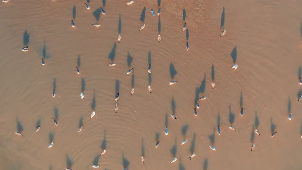 Gulls Walk in Shallow Water alt