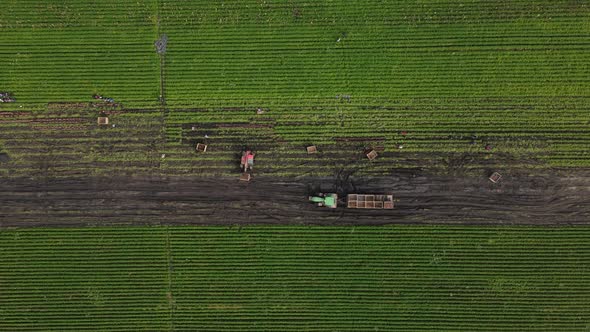 Agricultural Machinery Collects Carrots In The Field alt