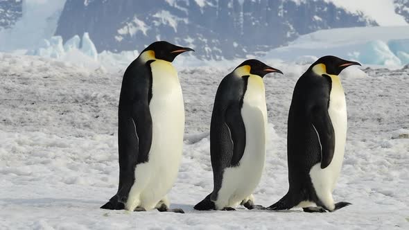 Emperor Penguins Close Up in Antarctica