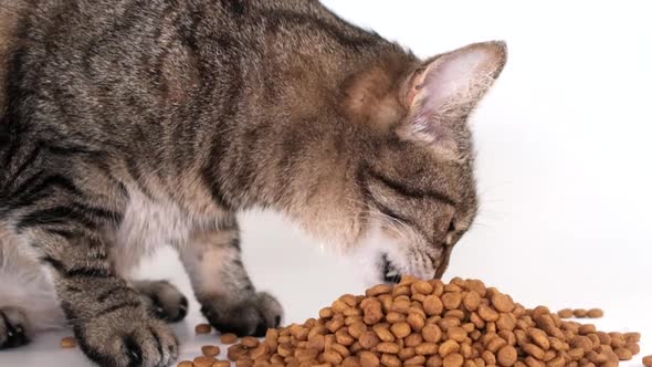 Beautiful Tabby Cat Eating Cat Food