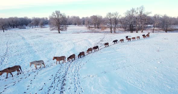Horses In Winter alt