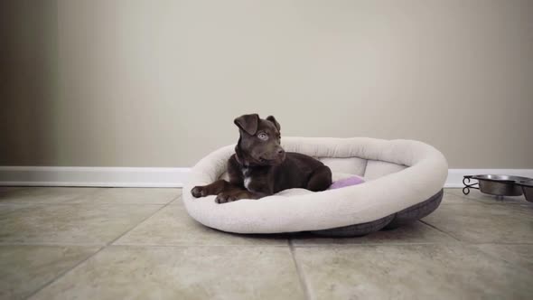 Puppy In His Bed