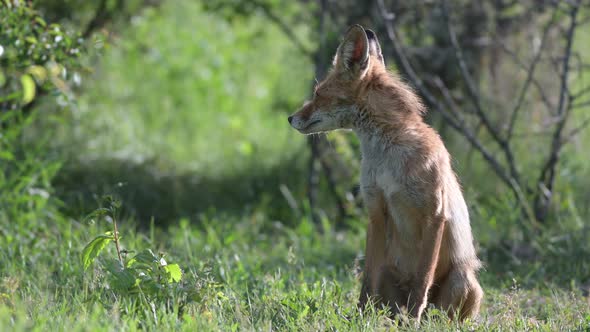 Adult red fox Vulpes vulpes in the wild