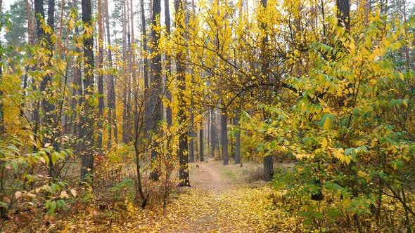 Autumn Forest Background Motion Cam alt