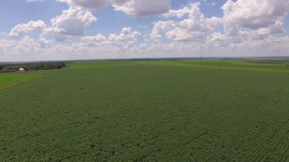 Soybean plantation with moving aerial view