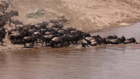 The Great Migration in Africa