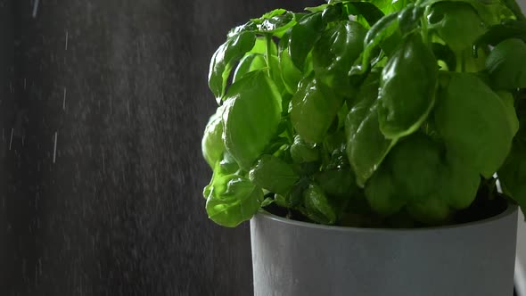 Watering sprouted greens in a pot. Drops of water in the sunlight alt