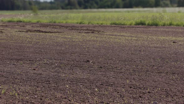 2 MONTH TIMELAPSE ZOOM OUT of food crops growing from a ploughed field alt
