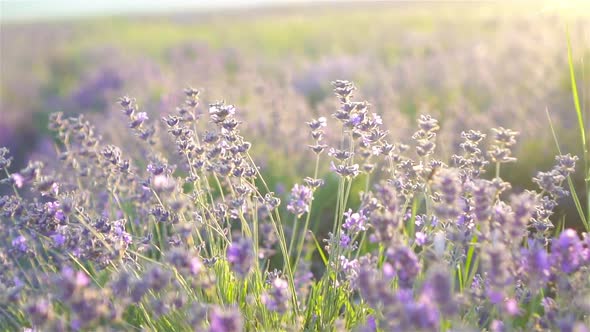 Sunset Over a Violet Lavender Field Outdoors