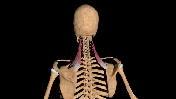 Levator Scapulae Muscles On Skeleton, Motion Graphics | VideoHive