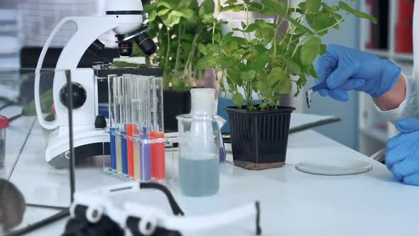 Closeup of Scientist Hands Using Surgical Pincers to Put Soil Sample on Petri Dish alt