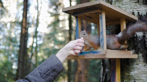 Female hand puts food for squirrels in the feeder in the forest