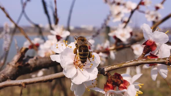 Close up of a diligent honey bee collects nectar from a blooming apricot tree