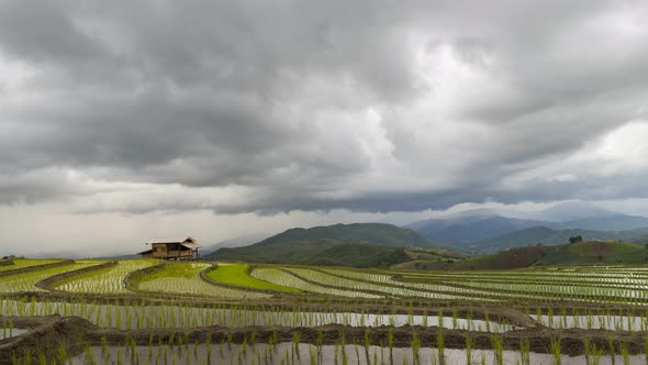 Beautiful landscape view of Rice Terraced paddy Field with rainstorm in Chiangmai, Thailand.