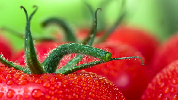 Tomatoes With Green Twigs