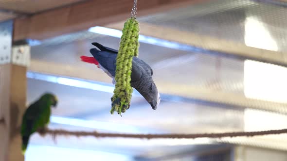 Colorful Parrot Sitting on a Rope