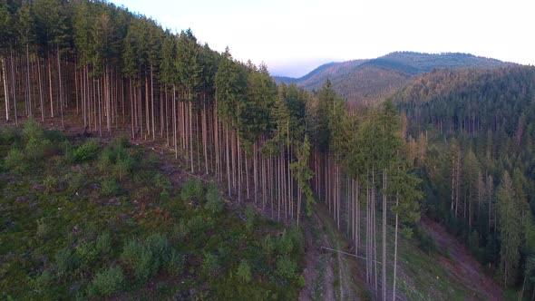 Deforestation. Aerial drone view of forest destroyed in Ukraine. 4K
