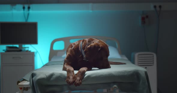 Portrait of Brown Labrador Dog Lying on Empty Hospital Bed of Dead Owner alt