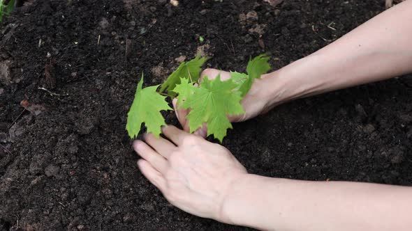 Female Farmer Hands Gently Plant a Maple Seedling