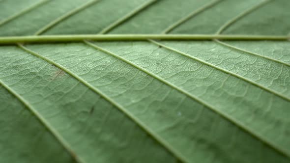 Green Tree Leaf Texture Slider Shot