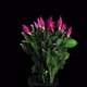 Growing and rotating pink Christmas cactus - VideoHive Item for Sale