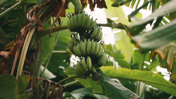 Banana Island In Hanoi, Vietnam - Banana Tree With A Bunch Of Green Fruits Growing - low angle orbit alt
