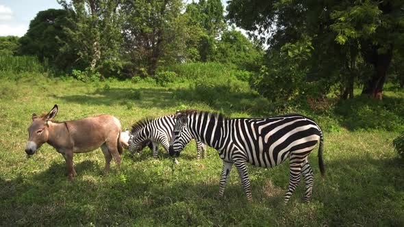 Group of Two Zebras Pluck Eat Green Grass in Company of Little Donkey Wideshot