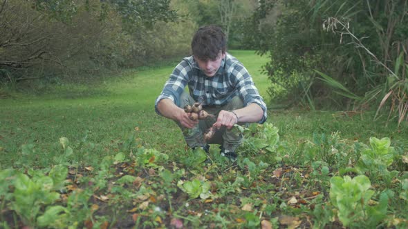 Young male gardener inspecting home grown turnips for harvesting. MEDIUM WIDE SHOT alt