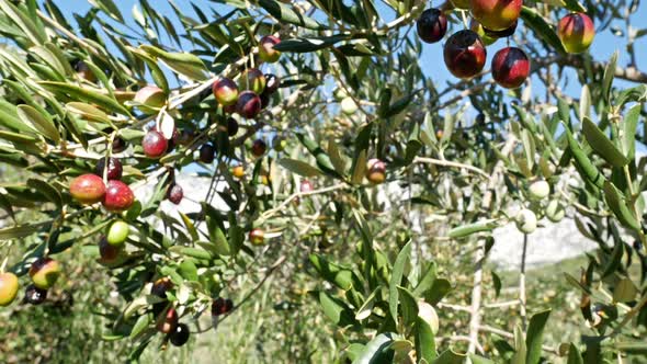 Olive Tree Full Of Ripe Olives Motion View