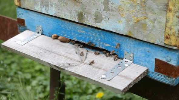 Tray on Beehive with Number of Bees