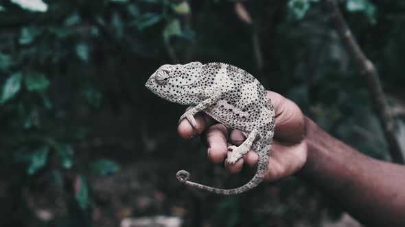 Chameleon Sitting in Black Man Hand African Holds Funny Lizard in Palm Zanzibar alt