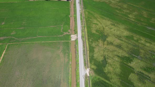 The Paddy Rice Fields of Kedah and Perlis, Malaysia alt